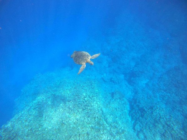 海底の亀