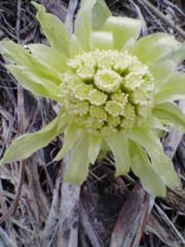 ふきのとうあぷり周辺草花