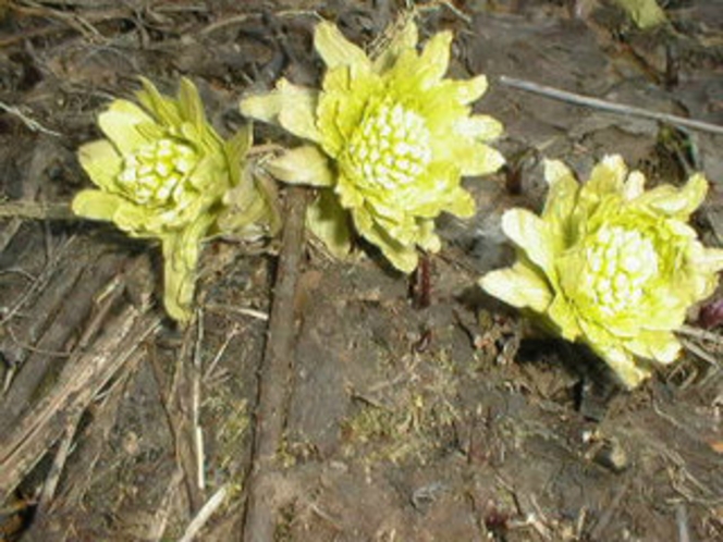 ふきのとう　あぷり周辺草花