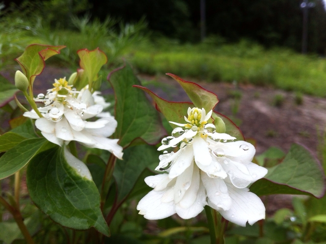 あぷりこっとの花