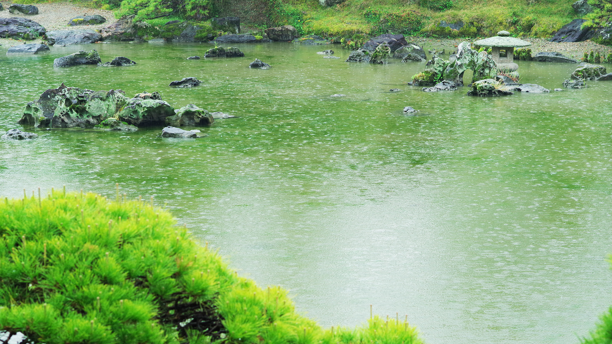 *梅雨時期の松濤園はいつもとは違った魅力があります。
