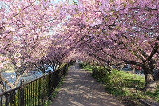 河津桜　早咲きの河津桜は2月が見頃です！