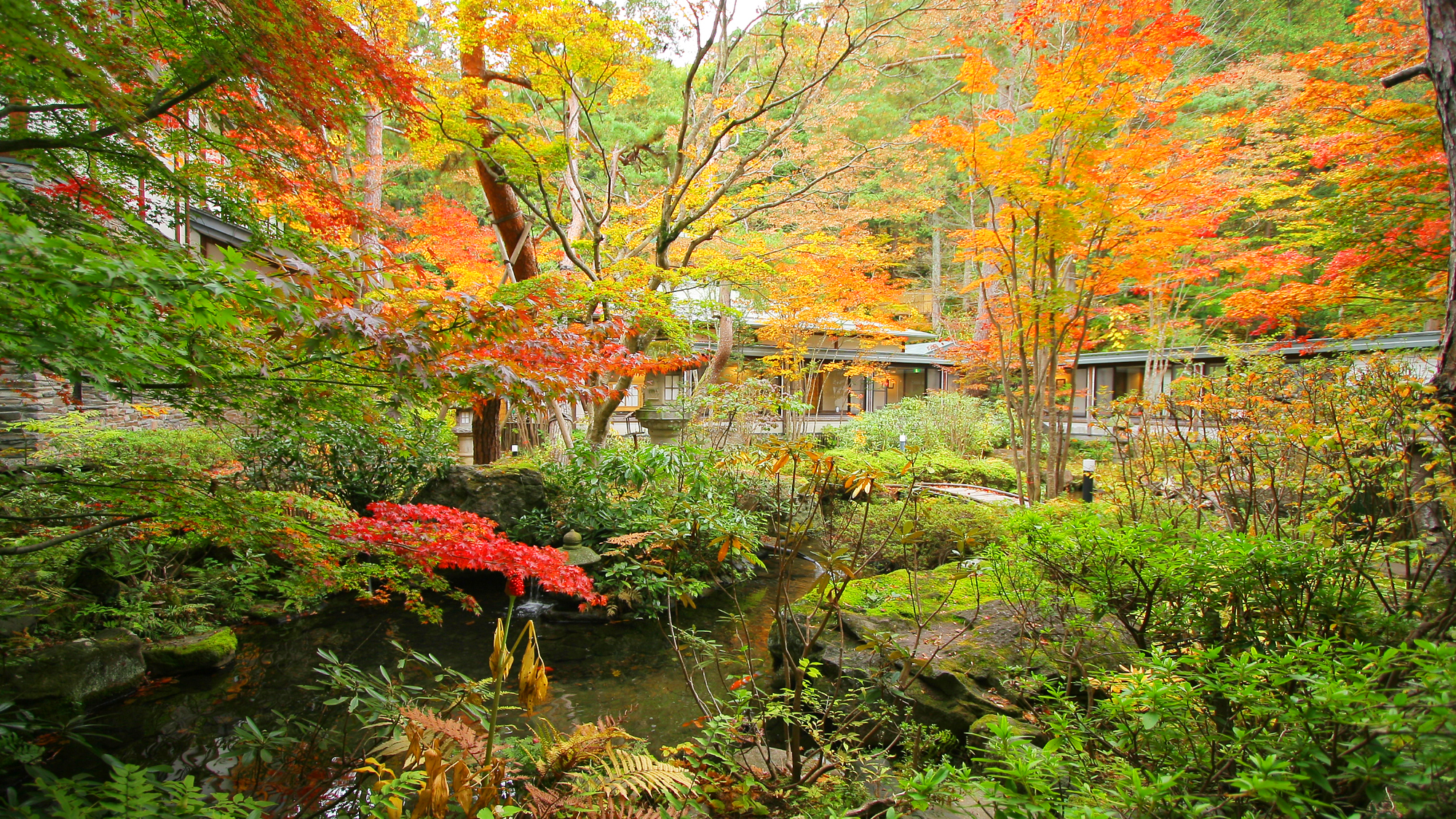 赤松の庭園＝秋＝