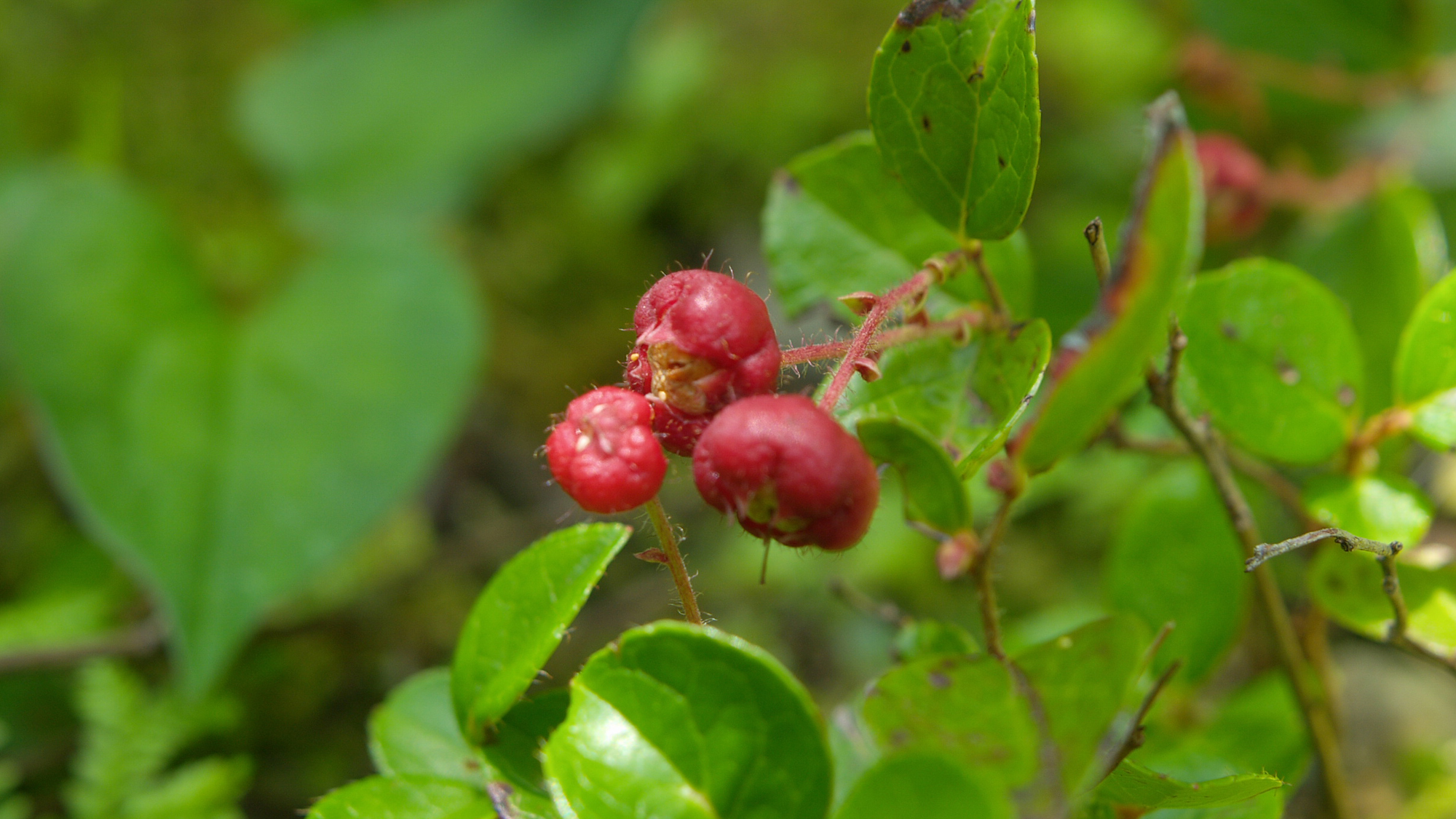 当館の庭では季節の山野草を楽しめます