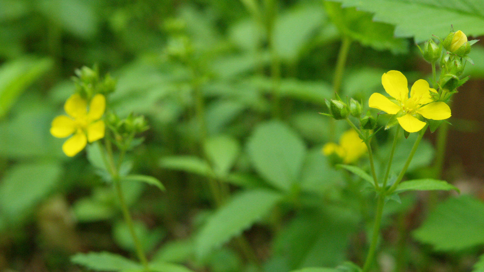 当館の庭では季節の山野草を楽しめます