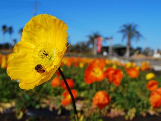 ポピー♪花一杯の南房総館山平砂浦フラワーライン♪アロハガーデンへ（車５～６分）