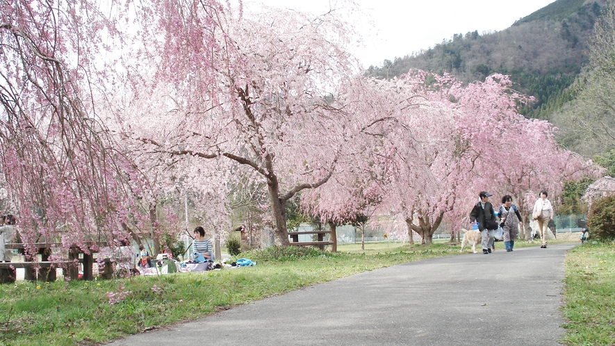 *【桜まつり】毎年4月中旬に長谷運動公園付近の桜をライトアップしています。