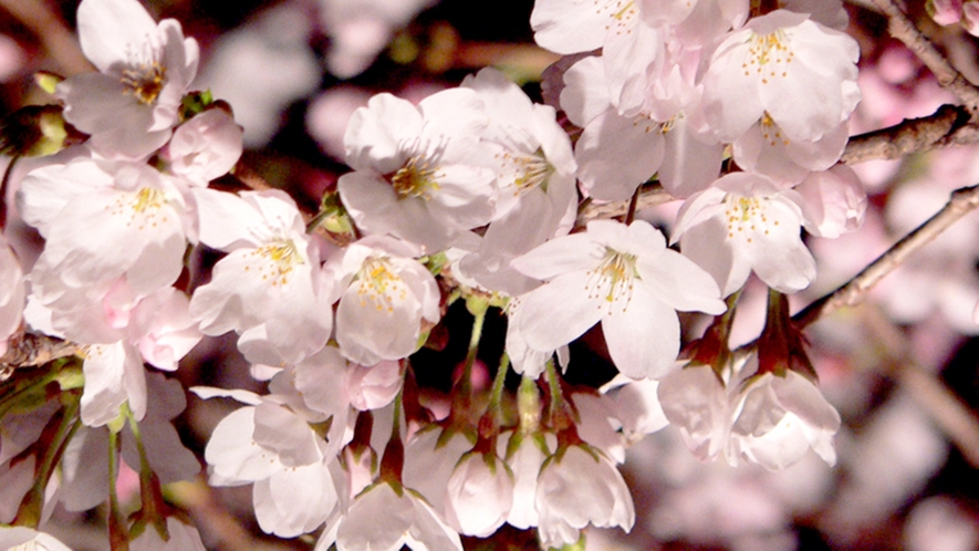 *春は桜の花が満開に♪お散歩がてらお花見してみて下さいね♪