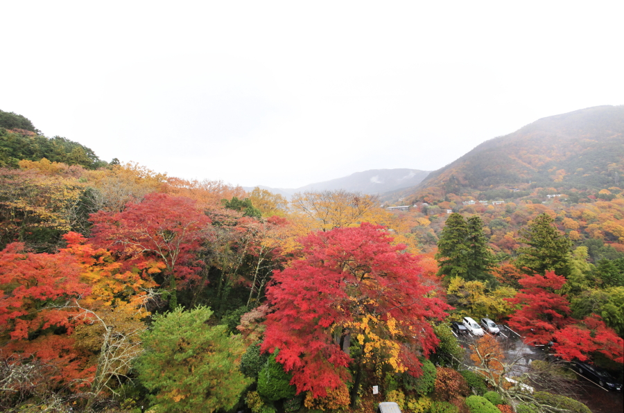 箱根でも有名な木賀の紅葉