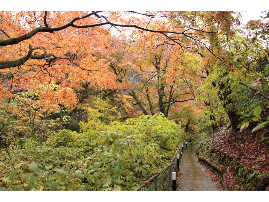 紅葉時期の露天風呂へ行く道