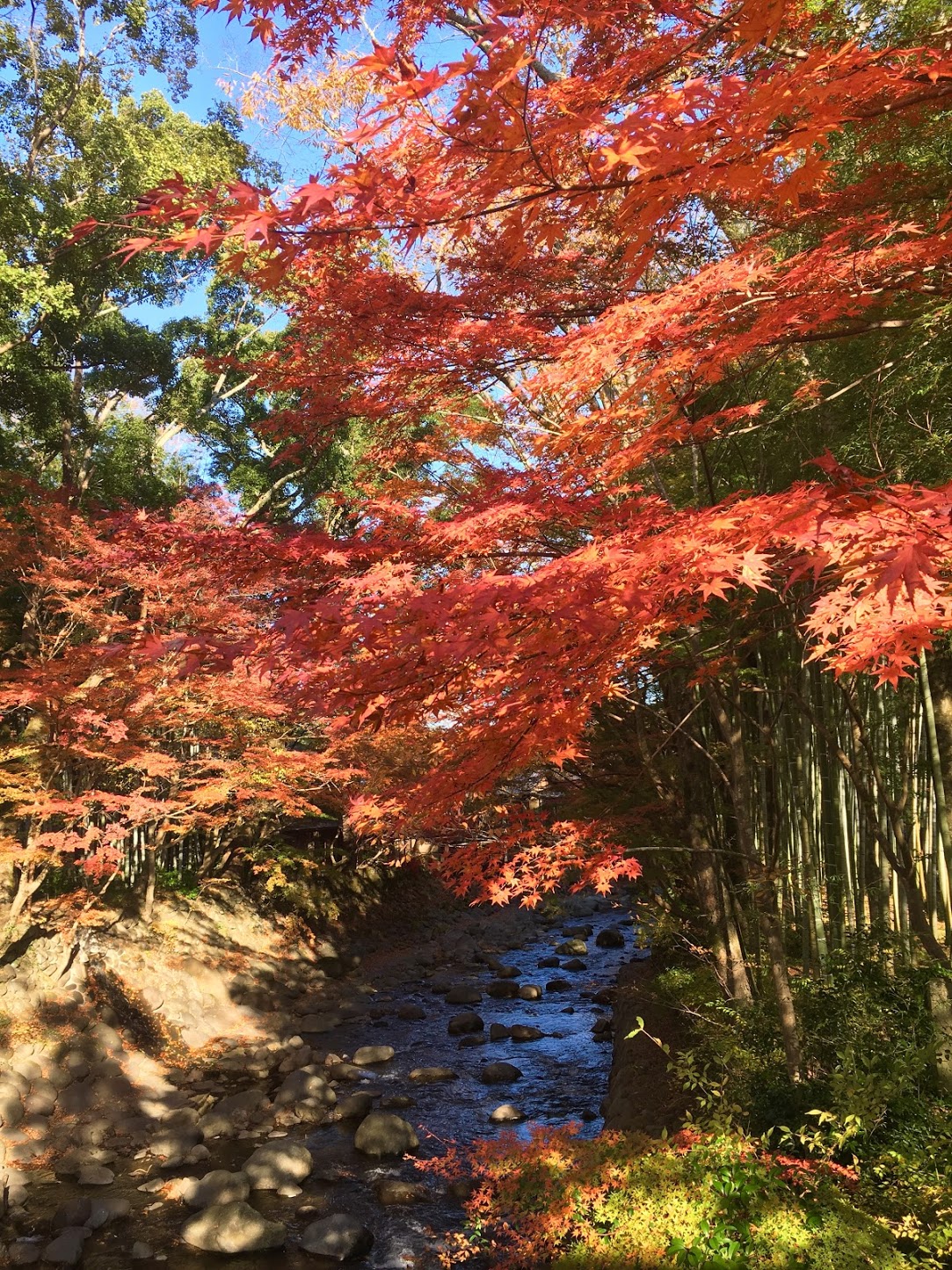 秋の修善寺