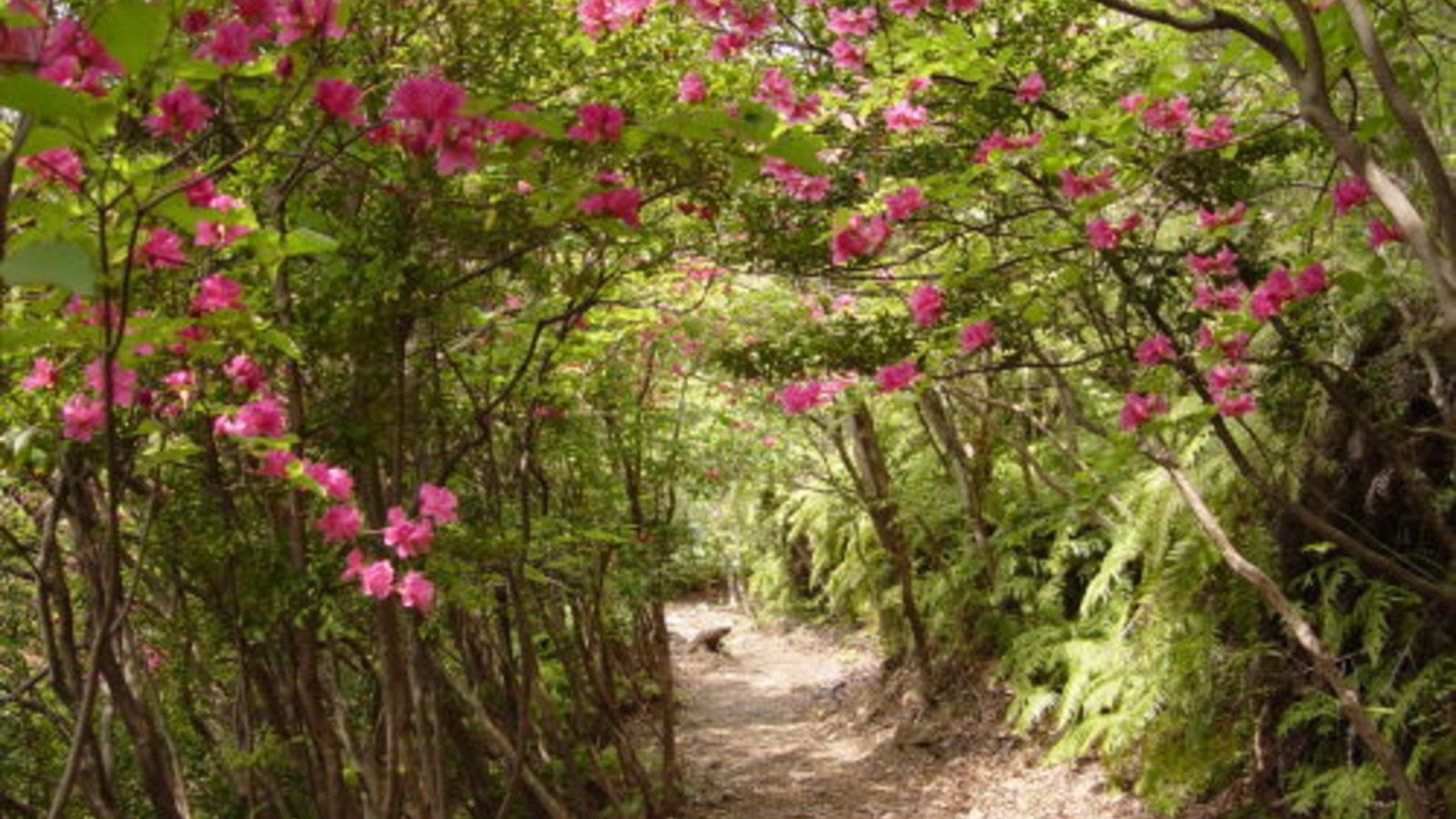 世界遺産熊野古道【荷阪峠（にざかとうげ）】