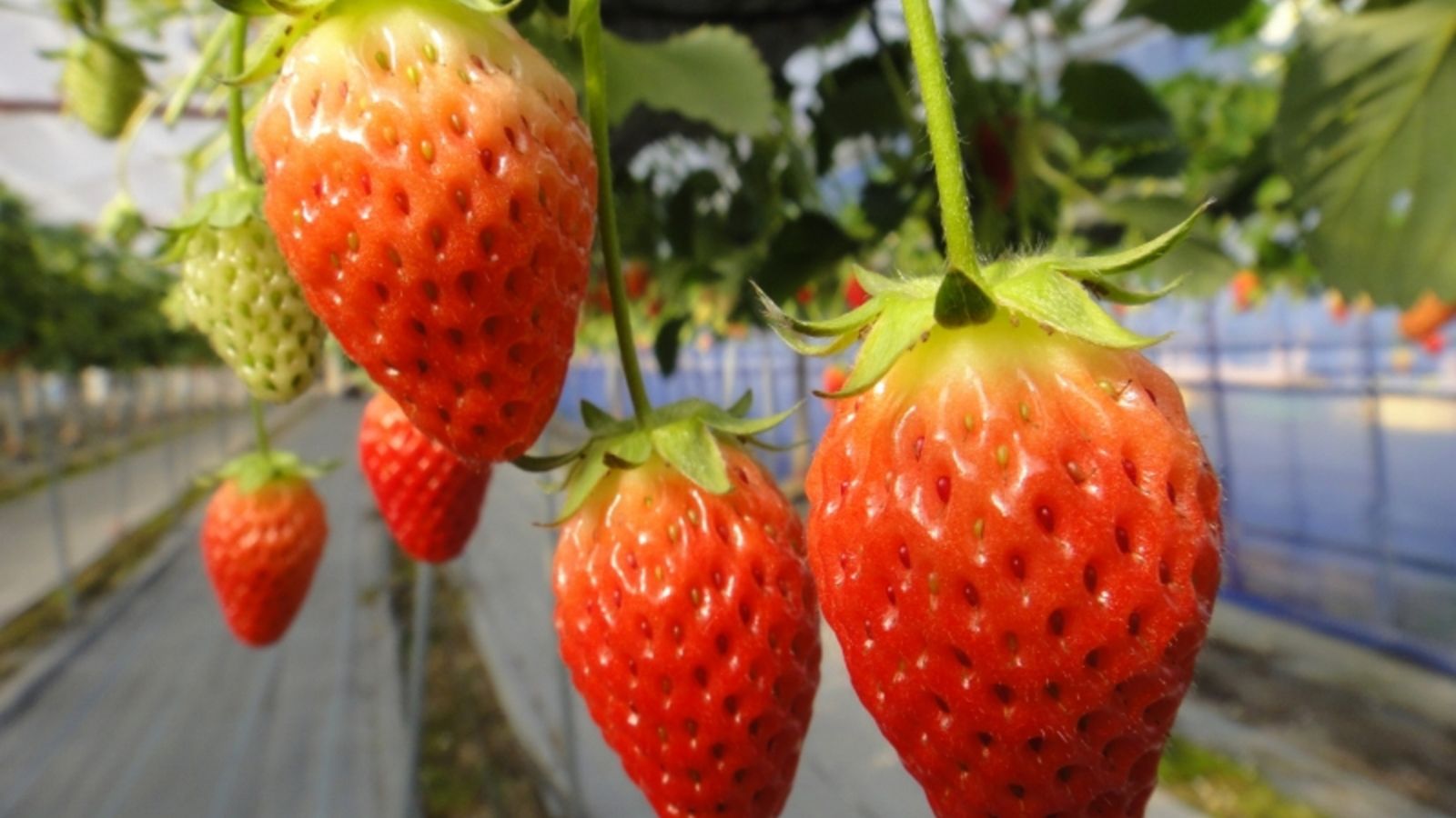 久保農園のいちご狩り（春季）　※ホテル季の座からお車で約15分