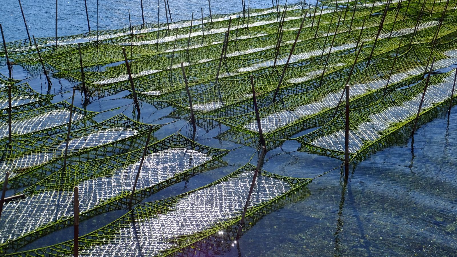 あおさのり養殖風景（冬季）