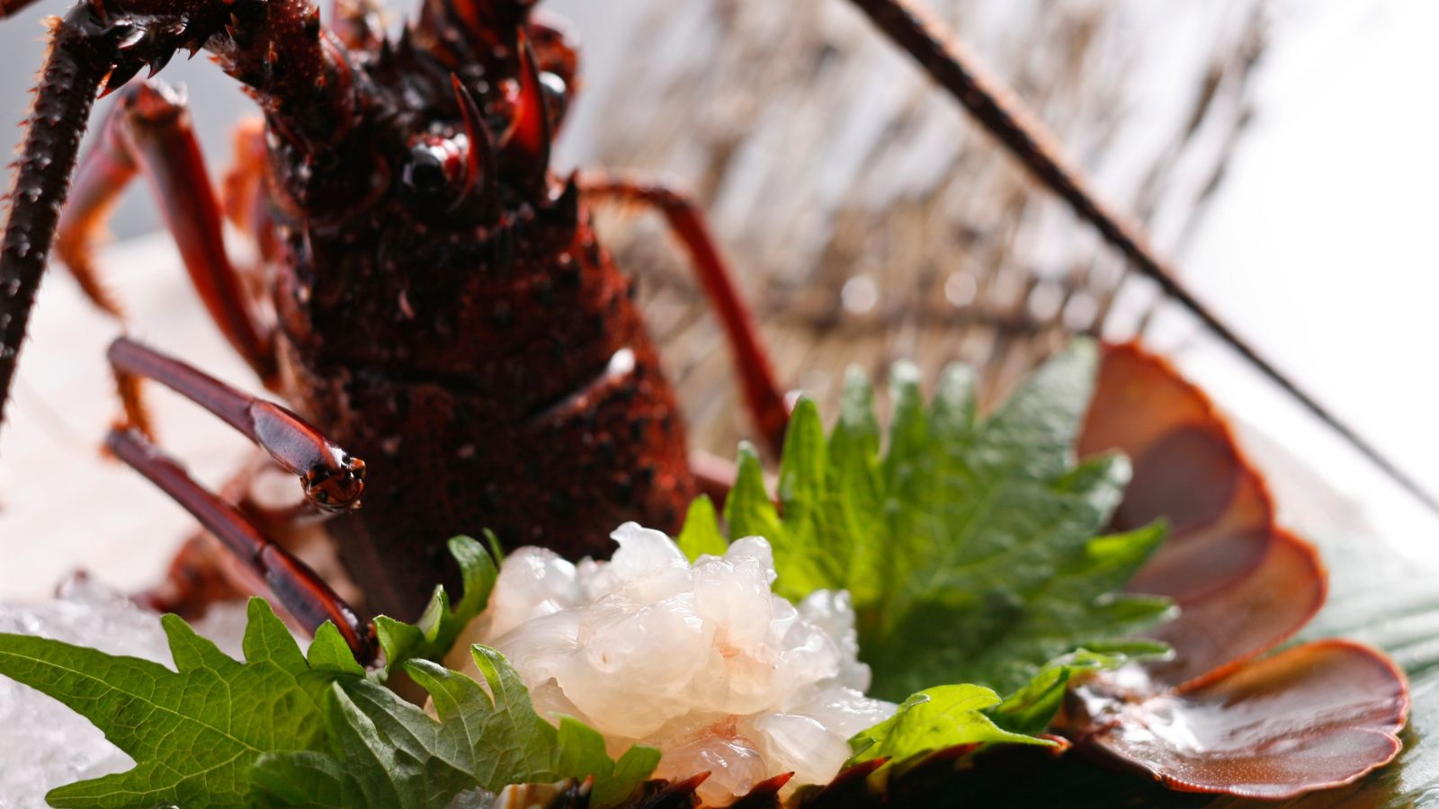 【追加料理】伊勢海老お造り（11月～3月頃）　※イメージ