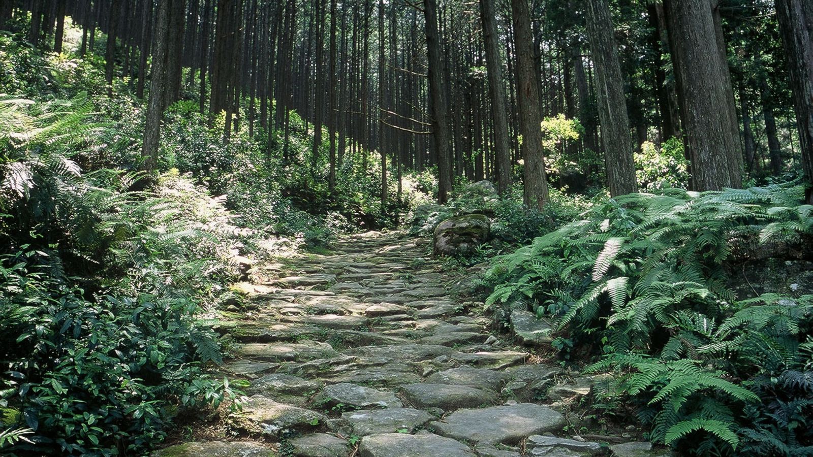 世界遺産熊野古道【馬越峠（まごせとうげ）】