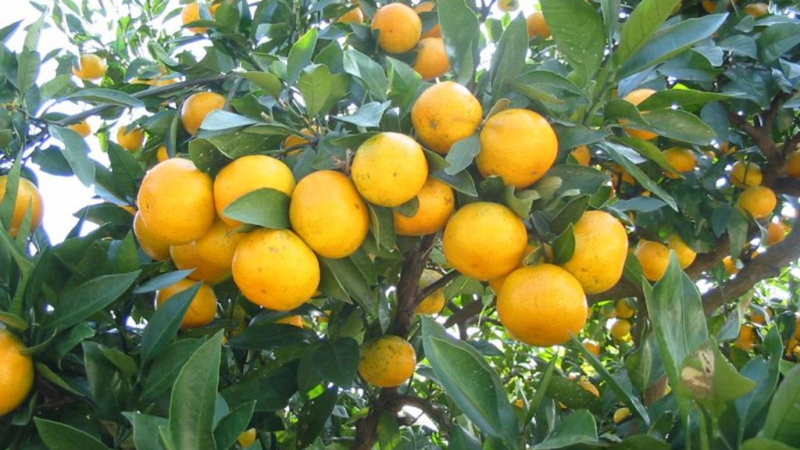 かきうち園芸のみかん狩り（冬季）　※ホテル季の座からお車で約15分