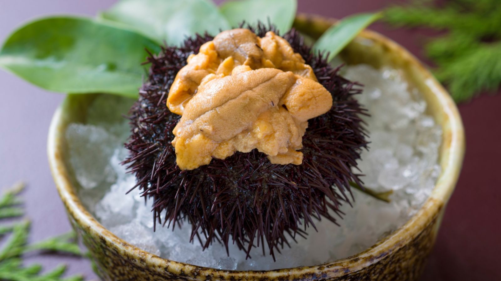 【追加料理】海胆（夏季）　※イメージ