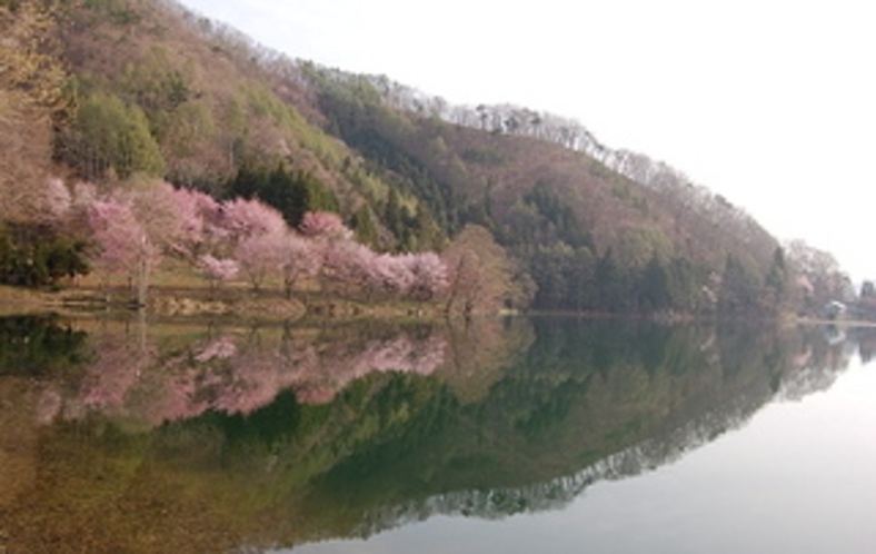 桜と中綱湖