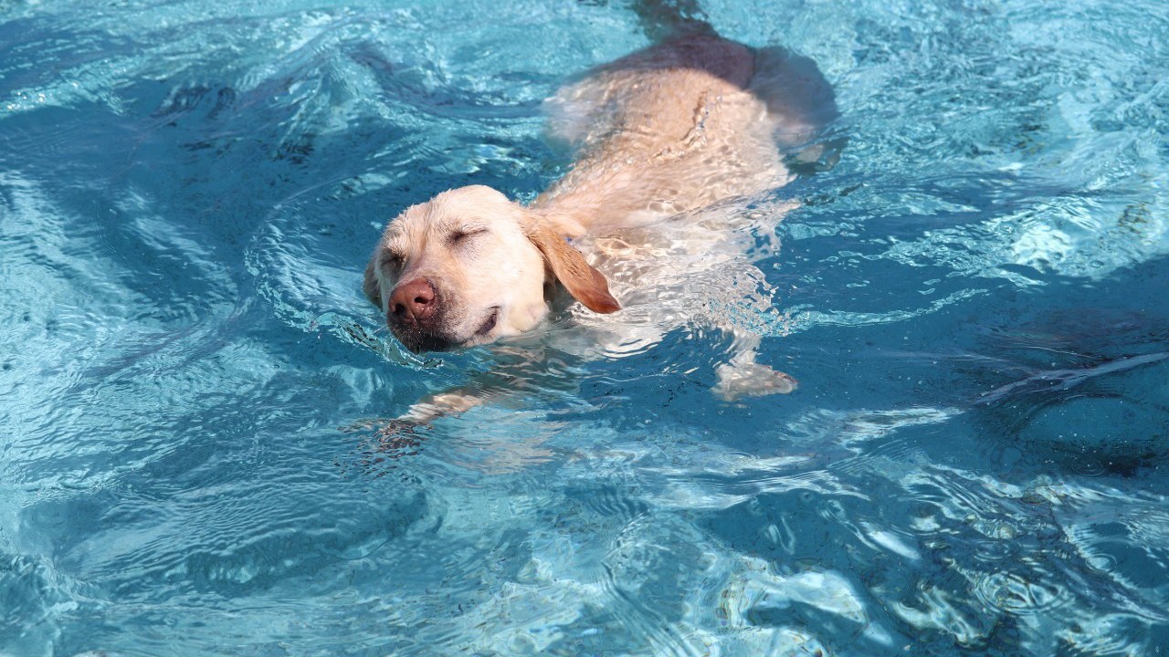 【ペットと一緒】≪食事なしプラン≫過ごし方自由！愛犬と一緒にシンプルステイ