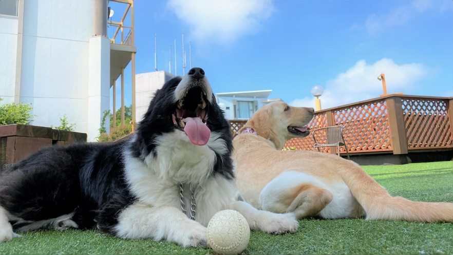 屋上【dog park 紺碧】