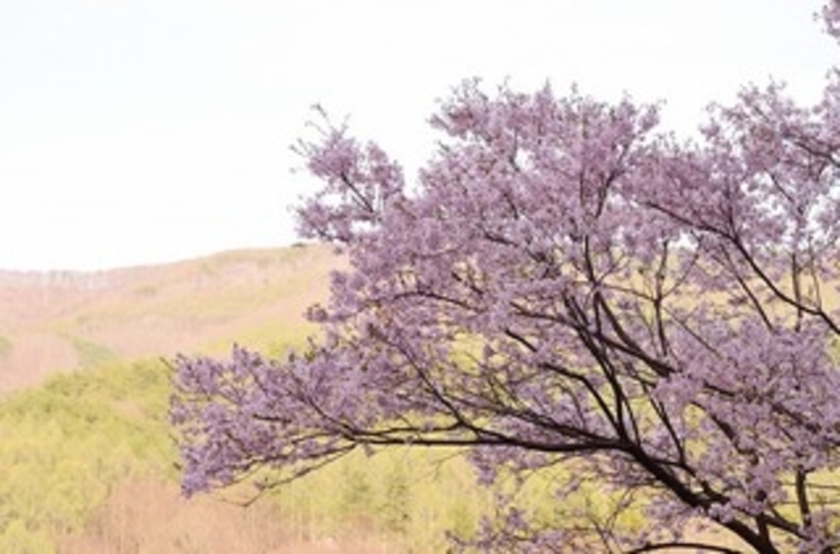 伊那市藤沢の桜