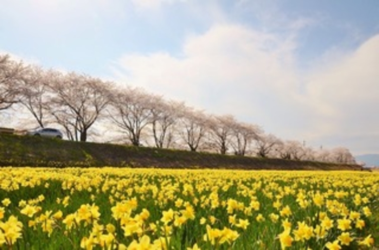 上川沿いの桜並木