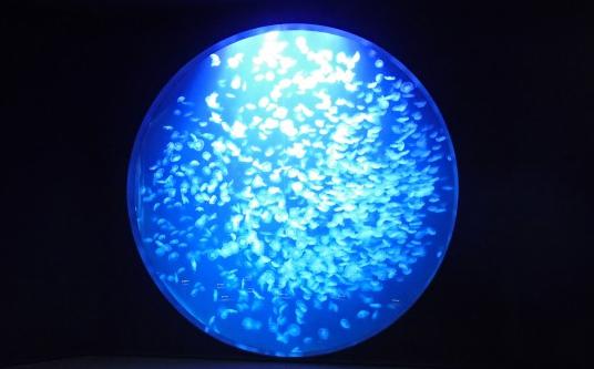 直径5メートルの大型水槽「クラゲドリームシアター」！（加茂水族館）