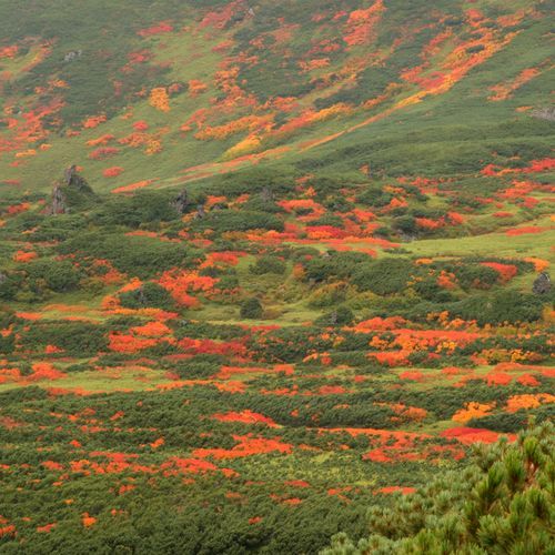 旭川旭岳温泉　湯元　湧駒荘 - 写真 235