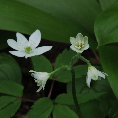 旭川旭岳温泉　湯元　湧駒荘 - 写真 283