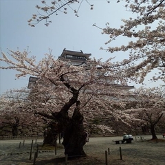 ◆春の鶴ヶ城◆