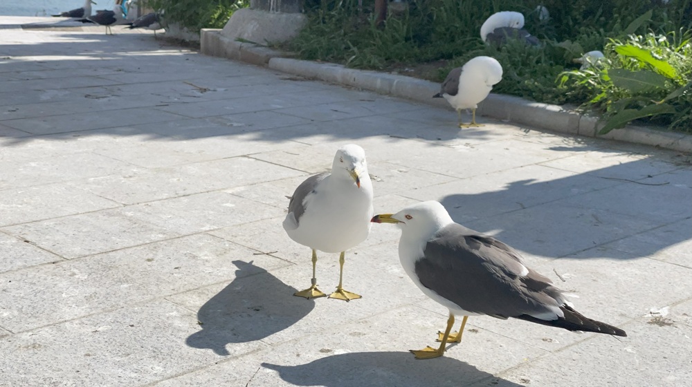【蕪島】うみねこさん