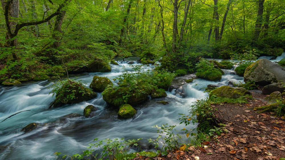 【奥入瀬渓流】