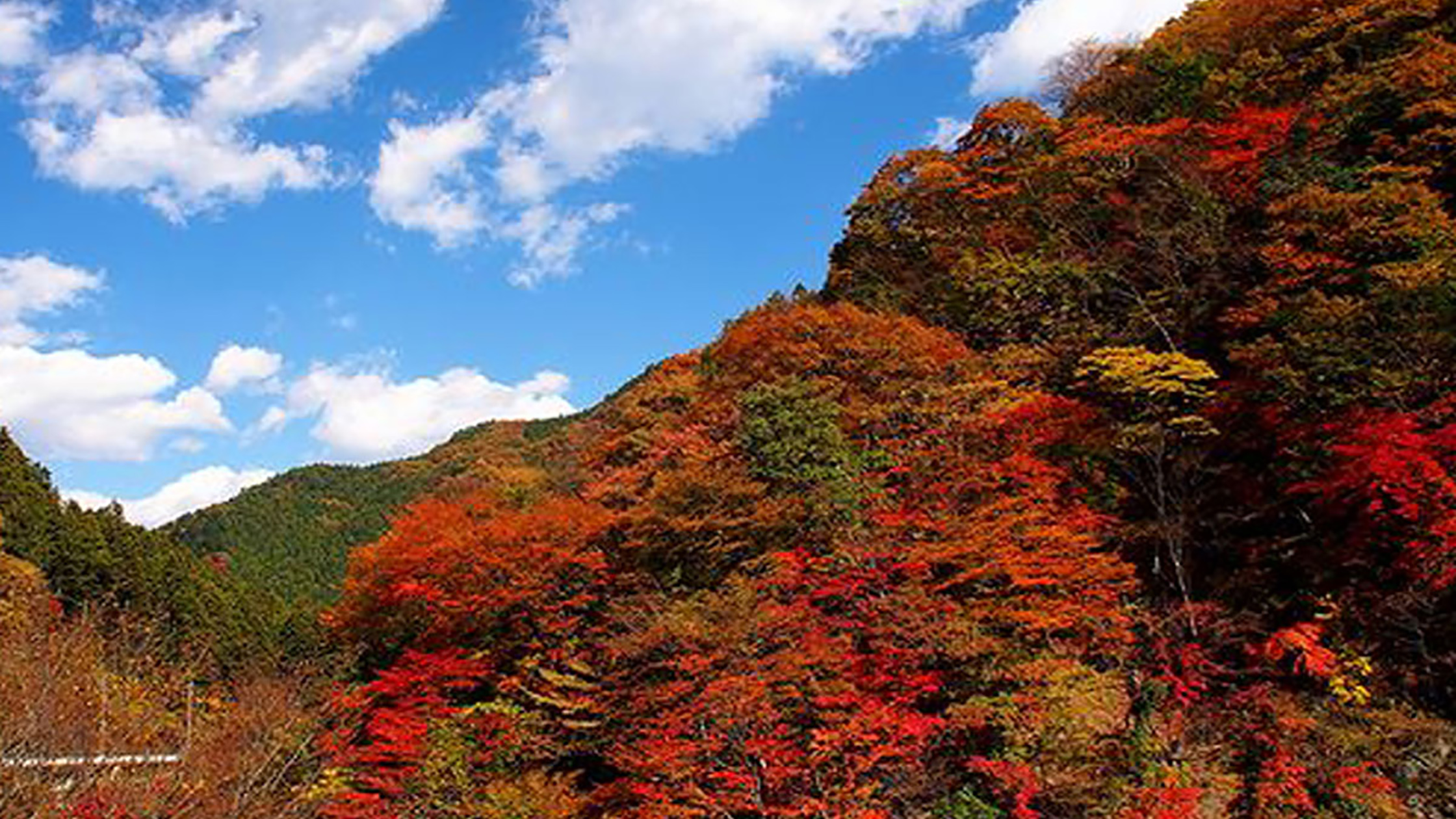 山の紅葉