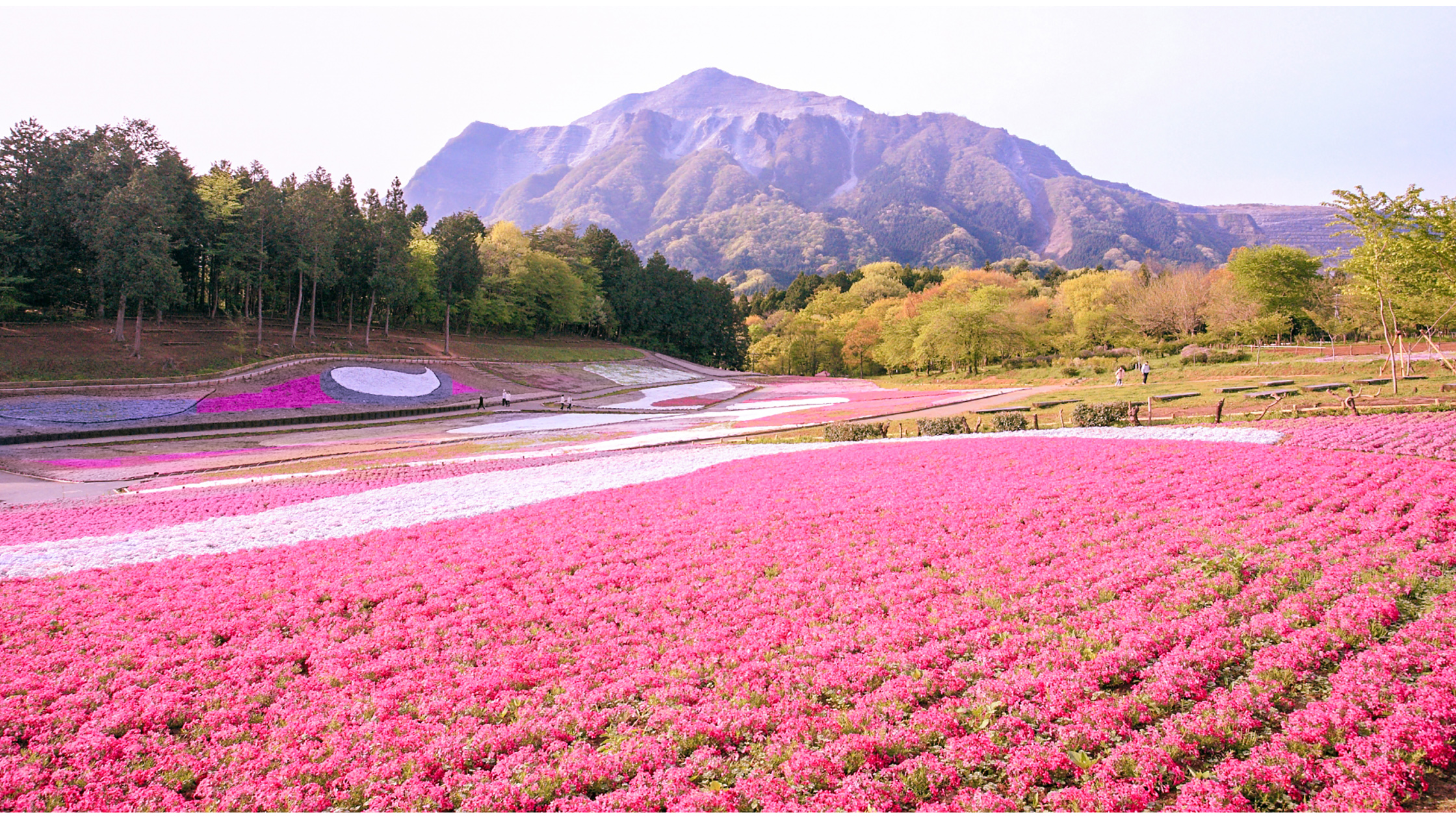  芝桜の丘（羊山公園）