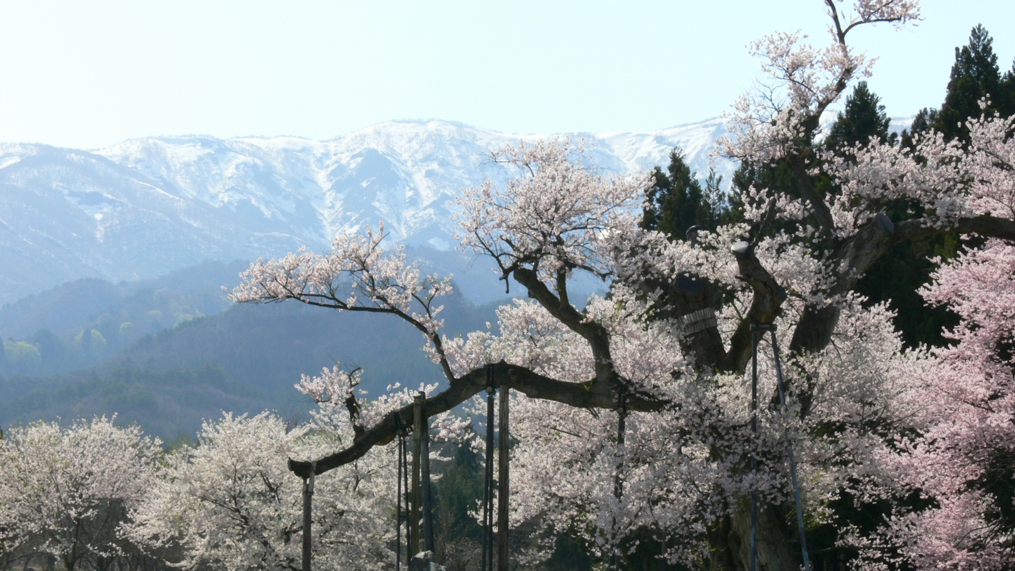 *【周辺観光】朝日連峰と桜回廊