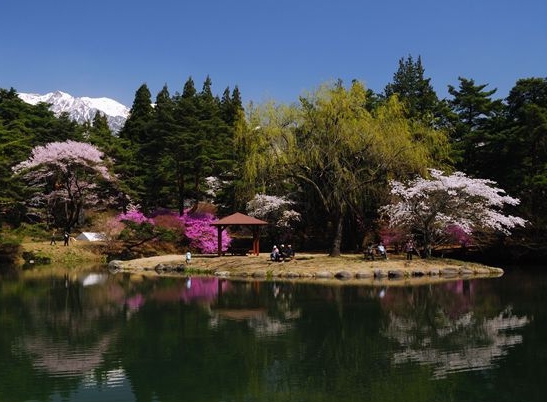 【春のご宿泊基本プラン】花盛りの桜…４月上旬からＧＷ明けまでは…信州で花見旅！【ガイドブック進呈中】