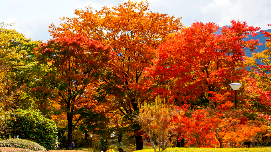 紅葉の見ごろは11月上旬～中旬です