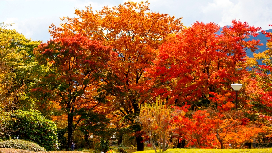 紅葉の見ごろは11月上旬～中旬です