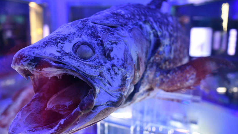 【水族館で遊ぶ！】選べる水族館チケット特典付き☆彡 基本会席プラン◆1泊2食付き