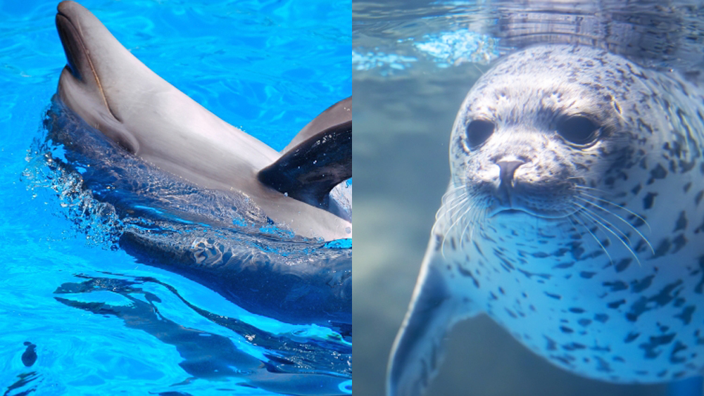 【水族館で遊ぶ！】選べる水族館チケット特典付き☆彡 基本会席プラン◆1泊2食付き