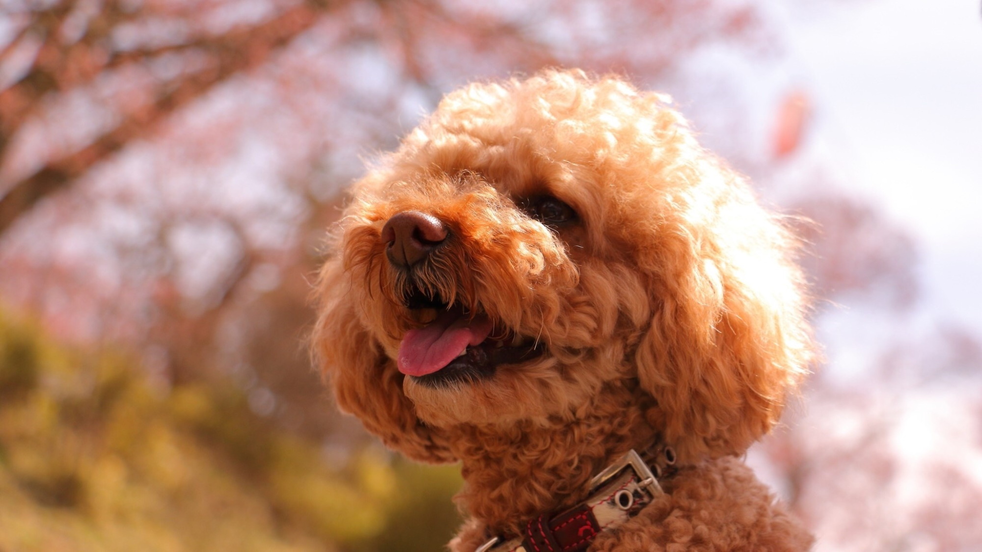 愛犬と一緒∪・ω・∪【さき楽45】お食事無料グレードアップ＆愛犬0円＜■特選会席／部屋食＞