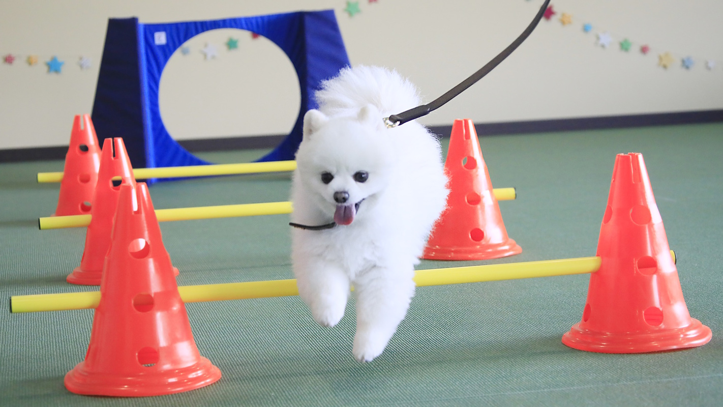 愛犬と一緒∪・ω・∪【お盆限定】屋内ドッグラン＆フォトスポットで旅の思い出を♪＜■特選会席／部屋食＞