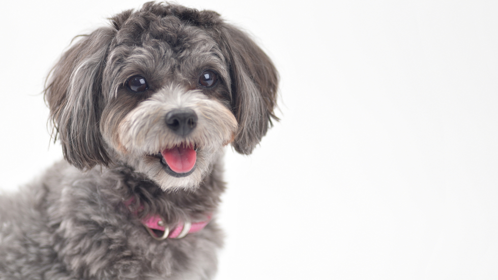 愛犬と一緒∪・ω・∪【訳ありお値打ち】団体さま同泊日限定の特別プライス＜朝食付き＞