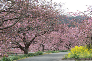 みなみの桜