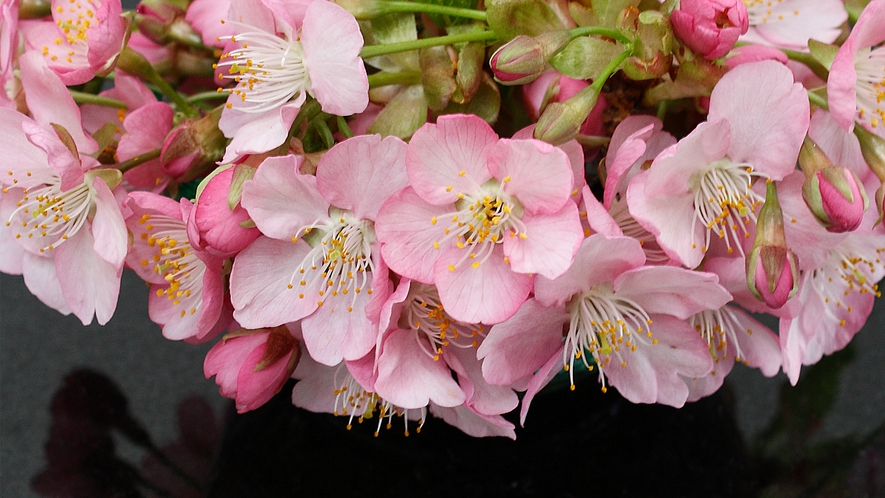 河津桜まつり