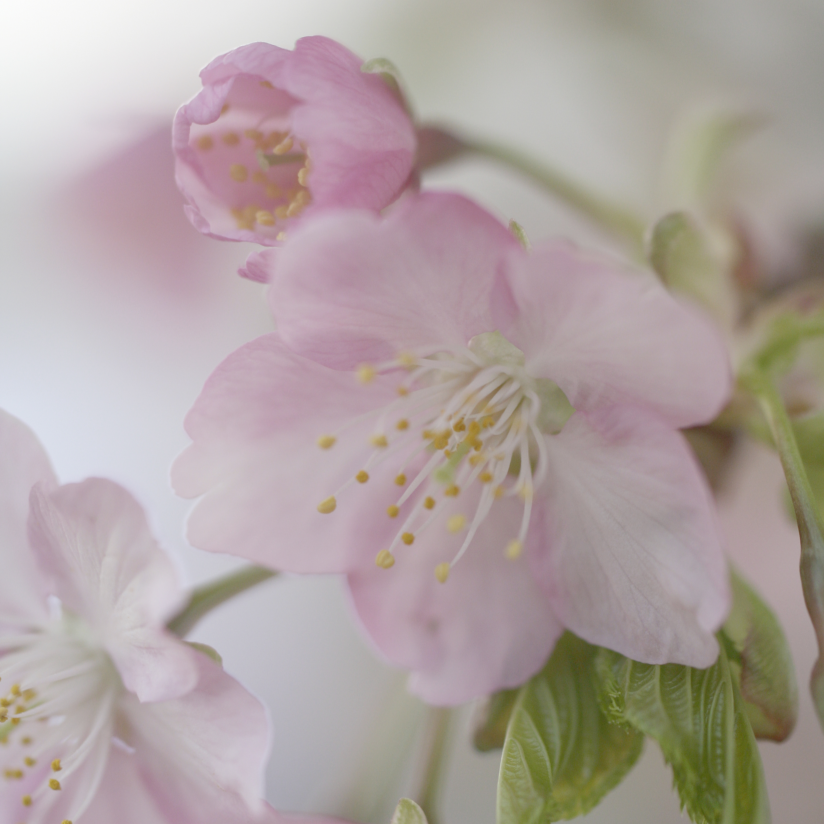 河津桜