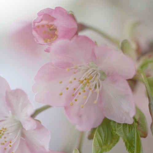 河津桜