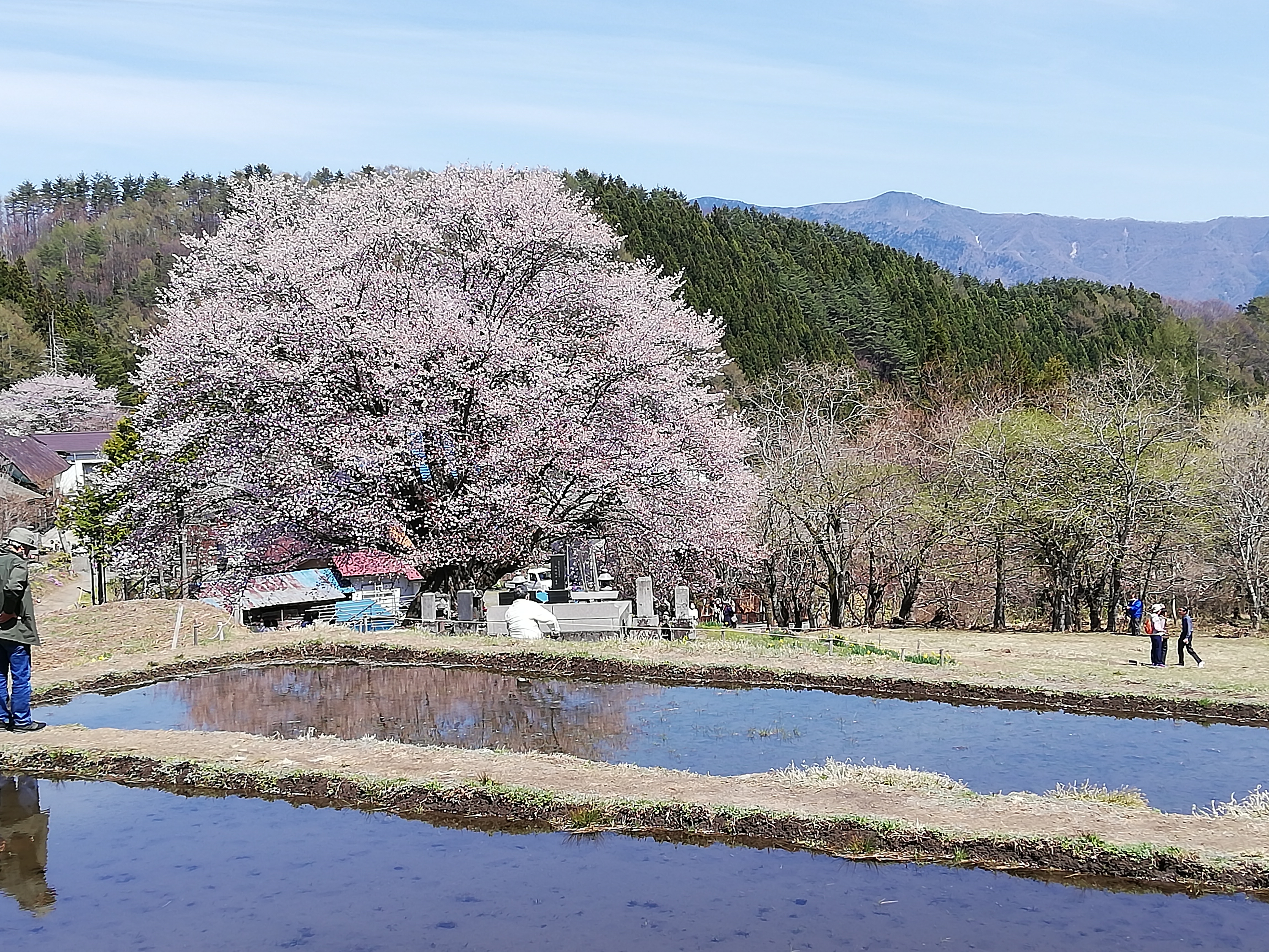 天王桜