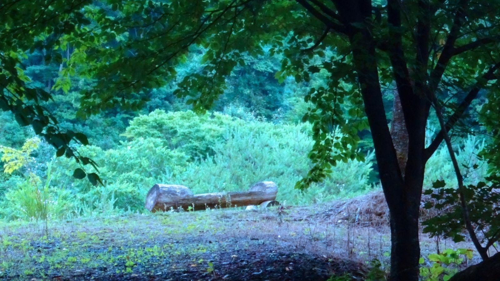 庭園散策